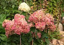 die limelight im Hangbeet_900.webp