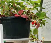 Erdbeeren immer noch_900.webp