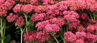 fette Henne in voller Pracht_900.webp