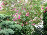von Fuji 003.webp