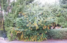 Herbstzauber.webp