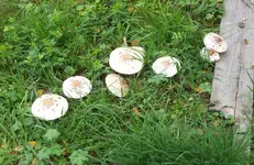 Herbstzauber 1.webp