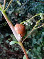 Regentropfen_125.webp