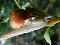 Regentropfen_122.webp