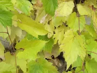 037.webp