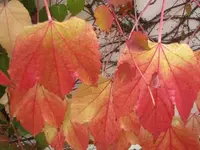 004.webp