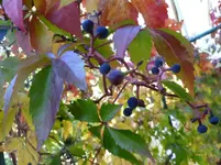 P1030550.webp