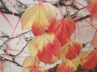 005.webp