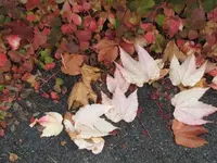 003.webp