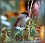 comp_DSC00488.webp