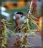 comp_DSC00489.webp