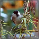 comp_DSC00491.webp