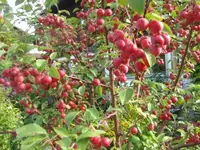 004.webp