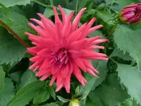 dahlie4.webp