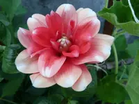 dahlie7.webp