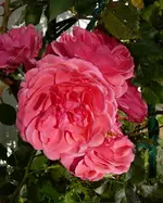 Rosarium Uetersen i.webp