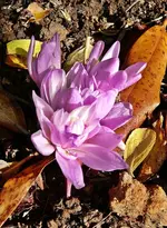 P1080815.webp