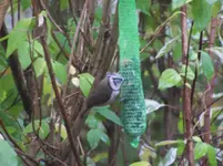 A Vogel.webp