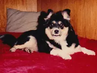 bella1.webp