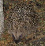 IMG_0114 - 2012-10-13 - mini-igel.JPG