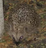 IMG_0114 - 2012-10-13 - mini-igel.webp
