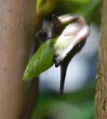 die erste Blüte kommt zum Vorschein.webp