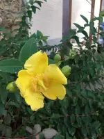 GEDC0009 klein.webp