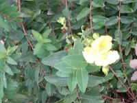 GEDC0010 klein.webp