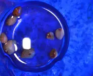 im Wasser...webp