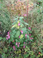 DSCF1354.webp