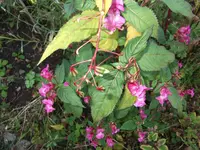 DSCF1355.webp