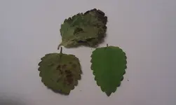 IMAG0404.webp