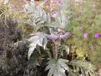 Artischocke2_12.webp