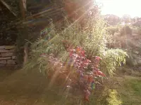 BambusAhornSep2_12.webp
