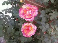 GloriaDeiSep12.webp