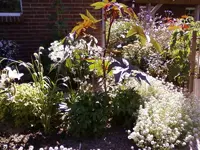 HochbeetNeuesBeet1_12.webp