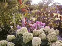 HortensieLimelightSep12.webp