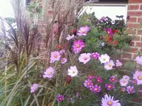 Miscanthus_Cosmeen12.webp