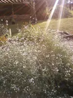 RattenschwanzrettichSep12.webp