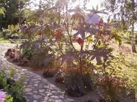 RicinusSep1_12.webp