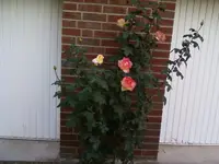 RoseGloriaDeiSep12.webp