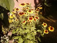 Rudbeckia1_12.webp