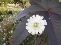 ScabioseSep12.webp