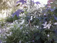 Waldaster1_12.webp
