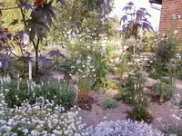 WeissesBeetSep3_12.webp