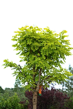 noch spärlich im Laub_400.webp noch spärlich im Laub_400.webp