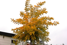Goldrobinie_14102012_640.webp Goldrobinie_14102012_640.webp