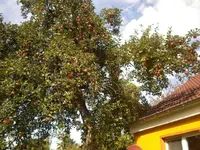 Erntetag.webp