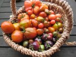 Tomaten 2012 Oktoberernte (2).jpg
