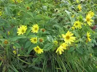 005.webp